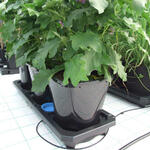 Auto Pot System (alte Version 5mm) - Auto3 XL Tray SmartPot System